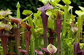 Pitcherplants in a garden