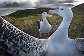 Wandering Albatross displaying - South Georgia ; Albatross Island in Bay of Isles