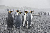 King Penguins in the snow on the shore - South Georgia ; Holmestrand