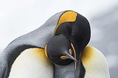 King penguins couple cuddling - South Georgia ; Gold Harbour