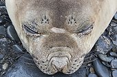 Southern Elephant Seal female sleeping - South Georgia ; St Andrews Bay 
