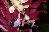 Eyed flower mantid (Hymenopus coronatus) eating a passion vine butterfly (Heliconius ismenius), Georgia, USA