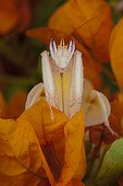 Orchid mantid (Hymenopus coronatus), Florida, USA