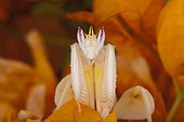 Orchid mantid (Hymenopus coronatus), Florida, USA