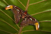 Atlas moth (Attacus atlas), Florida, USA