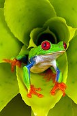 Red-eyed tree frog (Agalychnis callidryas), Costa Rica