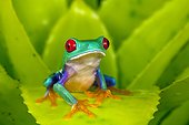 Red-eyed tree frog (Agalychnis callidryas), Costa Rica