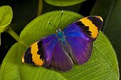 Gold banded forester butterfly (Euphaedra neophron)