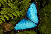 Blue morpho butterfly (Morpho peleides), Florida, USA