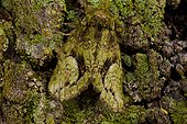 Lichen moth (Afrida ydatodes), Gainesville, Florida, USA