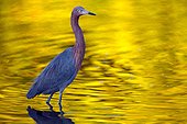 Reddish egret (Egretta rufescens), Ding Darling National Wildlife Refuge, Saibel Island, Florida, USA