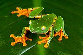 Splendid leaf frog (Cruziohyla calcarifer), Siquirres, Rainforest, Limon, Costa Rica