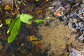 Red-eyed tree frog (Agalychnis callidryas) tadpoles, Siquirres, Rainforest, Limon, Costa Rica