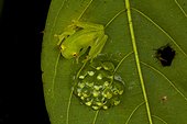 Fleischmans glass frog (Hyalinobatrachium fleischmanni) and eggs, Siquirres, Rainforest, Limon, Costa Rica
