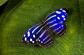 Tropical blue wave butterfly (Myscelia cyaniris)