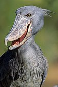 Shoebill stork (Balaeniceps rex), San Diego, California, USA
