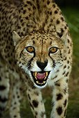 Cheetah (Acinonyx jubatus), Florida, USA