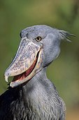 Shoebill stork (Balaeniceps rex), San Diego, California, USA