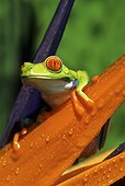 Red eyed tree frog (Agalychnis callidryas), Costa Rica