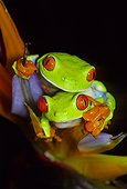 Red eyed tree frog (Agalychnis callidryas), Costa Rica