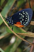 Atala butterfly (Eumaeus atala), Juno Beach, Florida, USA