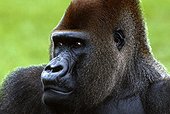 Western lowland gorilla (Gorilla gorilla gorilla), Miami, Florida, USA