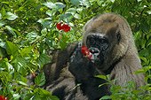 Western lowland gorilla (Gorilla gorilla gorilla), Florida, USA