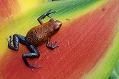 Strawberry poison frog (Oophaga pumilio) on Heliconia (Heliconia wagneriana), Costa Rica
