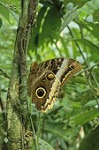 Owl butterfly (Caligo memnon) in forest, Corcovado, Costa Rica