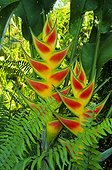 Heliconia wageriana Peterson, Costa Rica, La Suerte, Costa Rica