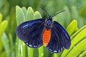 Atala butterfly (Eumaeus atala), Juno Beach, Florida, USA