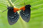Atala butterfly (Eumaeus atala) mating, Juno Beach, Florida, USA