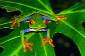 Red eyed tree frog (Agalychnis callidryas), Tortuguero National Park, Costa Rica