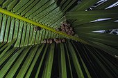 Peter's Tent making bats (Uroderma bilobatum), Corcovado National Park, Costa Rica