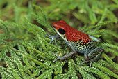 Granular poison frog (Dendrobates granuliferus), Corcovado National Park, Costa Rica