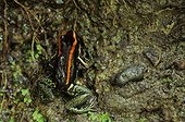 Golfodulcean Poison Frog (Phyllobates vittatus) carrying his tadpole, Corcovado national park, Costa Rica