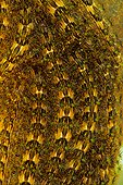 Tussock moth (Orgyia sp) caterpillars, Costa Rica