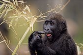 Wester lowland gorilla (Gorilla gorilla gorilla), Georgia, USA