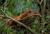 Sumatran orangutan in a night nest (Indonesia, Sumatra, Gunung Leuser National Park)