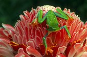Red-eyed tree frog (Costa Rica)