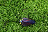 Firefly mimic cockroach (Paratropes bilunata), Monteverde Cloud Forest, Costa Rica