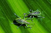 Jeweled snout beetles, Monteverde, Costa Rica