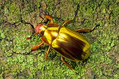Gold scarab beetle (Chrysina beyeri), Monteverde, Costa Rica