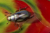 Silver scarab beetle (Chrysina beyeri), Monteverde, Costa Rica