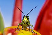 Short-horned grasshopper, Monteverde, Costa Rica