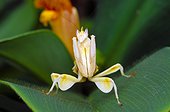 Orchid mantis (Hymenopus coronatus), Florida, USA