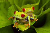 Red eyed tree frog (Agalychnis callidryas) on bromeliad (Costa Rica)