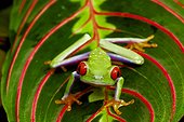Red eyed tree frog (Agalychnis callidryas), Florida, USA