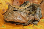 Horn toad (Ceratophrys cornuta), Manu National Park, Peru