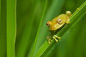 Tree frog (Hyla granosa), Tambopata National Reserve, Peru
